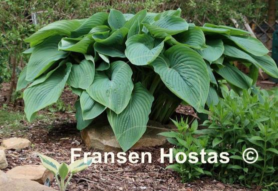 Hosta Empress Wu